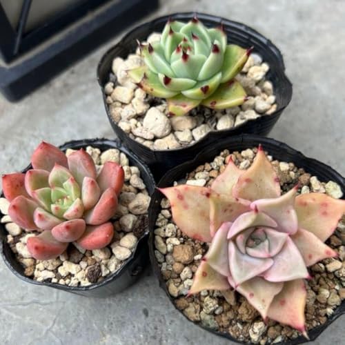 多肉植物 苗 セット 観葉植物」の人気商品一覧 | 安い商品を通販サイト