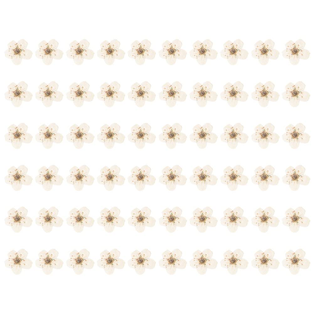 Baokuan White 60 Pcs Mini Pressed Flower Dried Narcissus Flowers For Art Craft Scrapbooking Resin Jewelry Phone Case Bookmark Postcard Nail Art Craft Diy Making