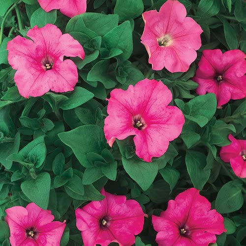 petunia flower seeds hybrid mixed colors petunia double mix flower seeds petunia seeds mix colour hybrid petunia live plant seeds 100% Germination Pack of 20 seeds (B0BHNVWY3H) Amazon Price History, Amazon Price Tracker