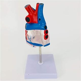 Anatomy Model, Human Heart Anatomical Model Anatomically Accurate Heart Model Human Skeleton Anatomy forTeaching Medical Model for Medical Demonstration