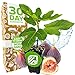 HARDY FIG FRUIT TREE 'Chicago Hardy' Live Plant Gardening Self Fertile