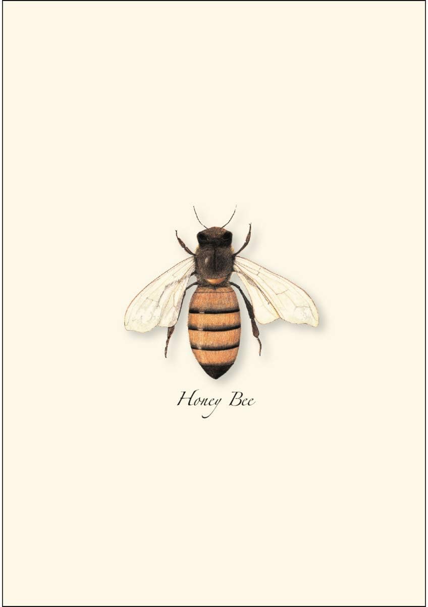 Earth Sky + Water - Honey Bee Notecard Set - 8 Blank Cards with Envelopes - Image 2