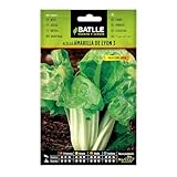 Bietola Gialla di Lione Linda