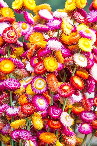 Strohblumen-Samen GardenSeedsMarket Goldene Ewigkeit