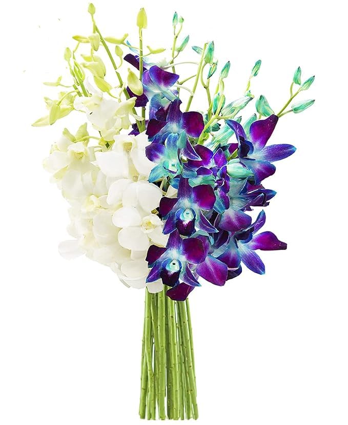 KaBloom blue and white orchid bouquet (10 blue, 10 white) – without vase