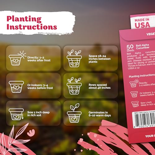 image for KVITER 50 Beit Alpha Cucumber Seeds for Planting (Cucumis sativus) –