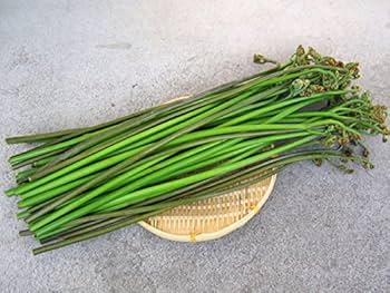北海道産　天然　生わらび（7kg） 北海道産 天然 生わらび（7kg） HOKKAIDO NATURAL SELECTION 無