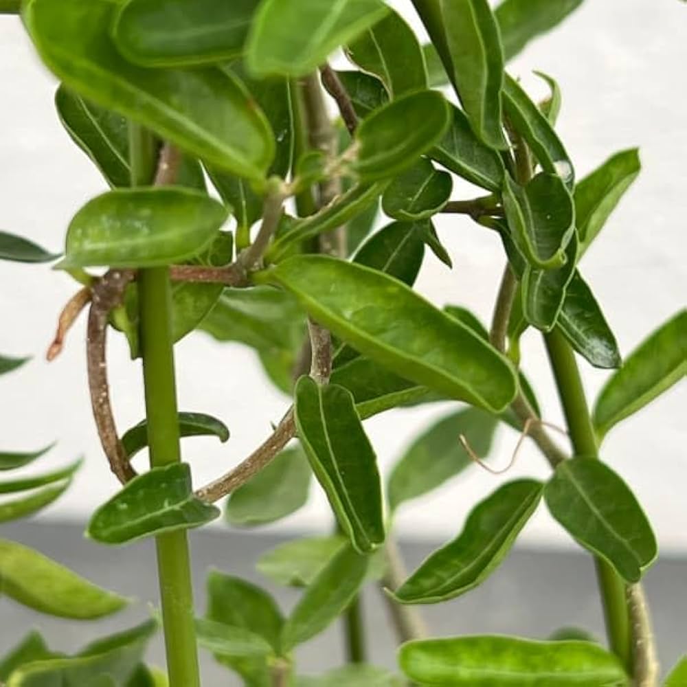 Amazon｜フォッケア：エデュリス 火星人 3号鉢植え**｜観葉植物