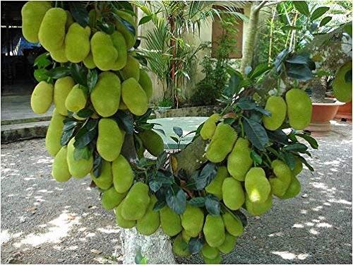 Green view "Jackfruit" Dwarf Fast-Growing Tree Exotic Rare Home Garden Plant 1 Healthy Live Plant (1.5 ft Height) in Nursery Grow Bag (B09RVDMS1C) Amazon Price History, Amazon Price Tracker