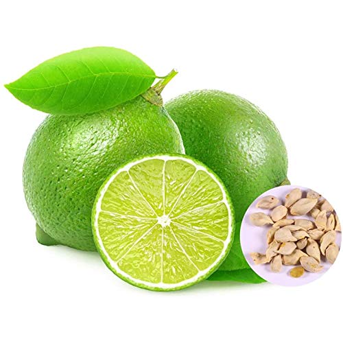 Benoon Graines De Citronnier, 20pcs Graines De Citronnier Productives Non-OGM Pots De Patio Viables Semis D'arbres Pour L'horticulture Graines de citronnier