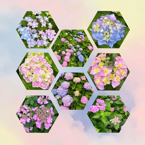 semi resistenti di ortensia, balcone giardino, interno, rampicante 150pcs