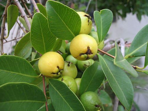 Sartre Guava (Arrayan) Tropical Fruit Trees
