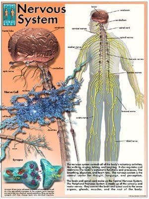 Systems of the Human Body Poster Series - Laminated