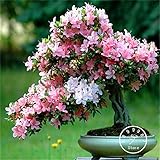 Maceta: Excluido, el cultivo de Grado de dificultad: Muy fácil, Estilo: Perenne, función: Beautifying, Uso: Las plantas al aire libre, Clima: subtropical