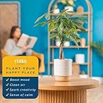 Costa Farms Money Tree Live Plant | 12-16 Inches Tall Bonsai | Easy to Grow Indoor Houseplant in Plant Pot | Home, Office, or Room Decor | Birthday, Housewarming Gift - Image 5