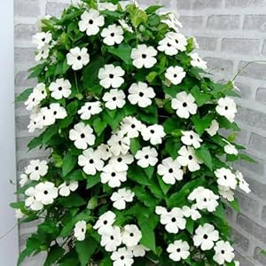 Generic Schwarzäugige Susanne Kletterpflanze Weiße Blüten 200 Samen