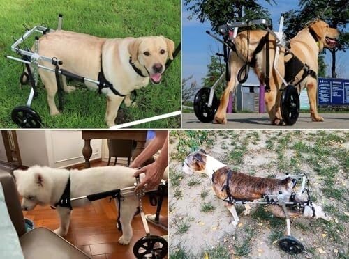 Fauteuil roulant pour chien handicapé Lar réglable deux roues - 6