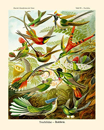 Poster Birds unique oiseau art Ernst Haeckel WallBuddy affiche deco A3
