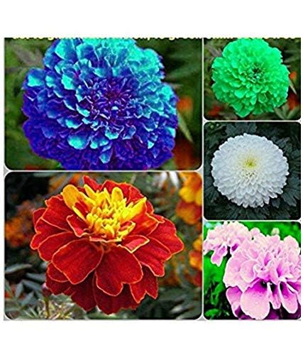 Hybrid Marigold Flower Seeds 5 Colours Combo Pack -100+ Seeds - Blue, Red, Pink, Yellow, White - 20+ Seeds of Each Colour. (B0C8KPY3M4) Amazon Price History, Amazon Price Tracker