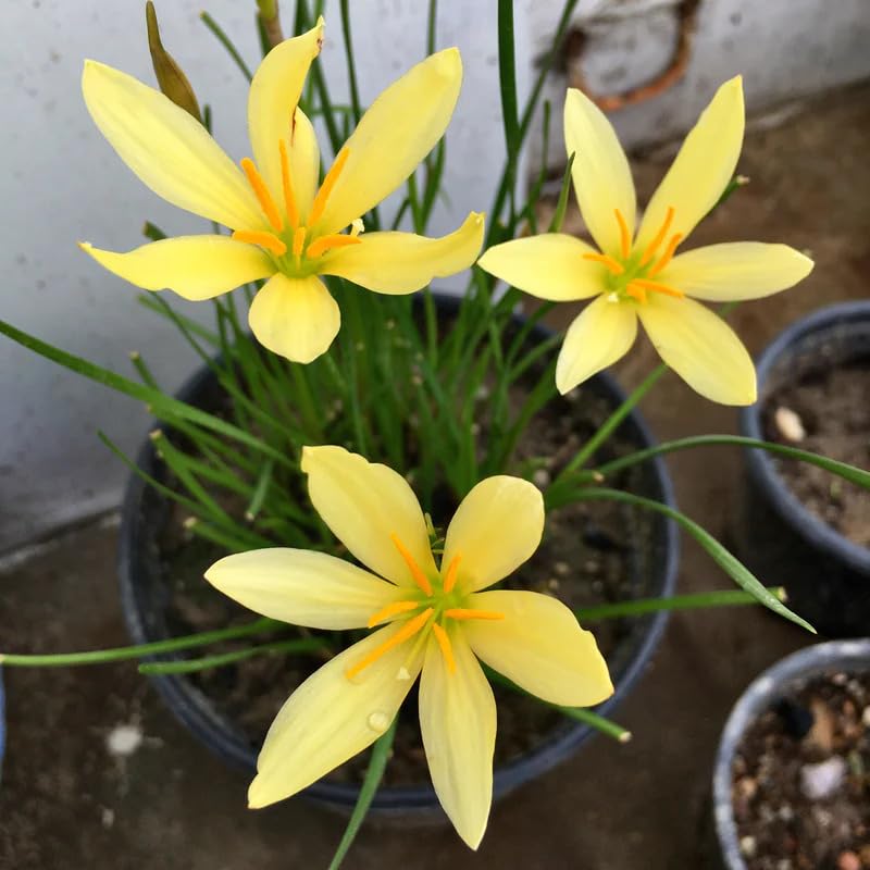 LiveNature Yellow Rain Lily (4 Bulbs) | Zephyranthus Flower Plant for Home Garden, Balcony & Indoor Outdoor Gardening-image-7