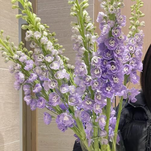 semillas resistentes de delphinium - interior decoración jardín exóticas 100pcs