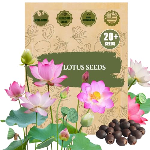 Rare Lotus Seeds for Planting – 20 Non-GMO Nelumbo Nucifera Flower Seeds for Planting - Easy-Sprout Aquatic Lotus Style Blooms for Ponds, Containers & Water Gardens