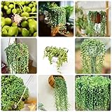 500 piezas de semillas colgantes de plantas de guisantes - enverdecimiento del techo de semillas, plantas perennes resistentes Senecio rowleyanus - plantas carnívoras, plantas suculentas