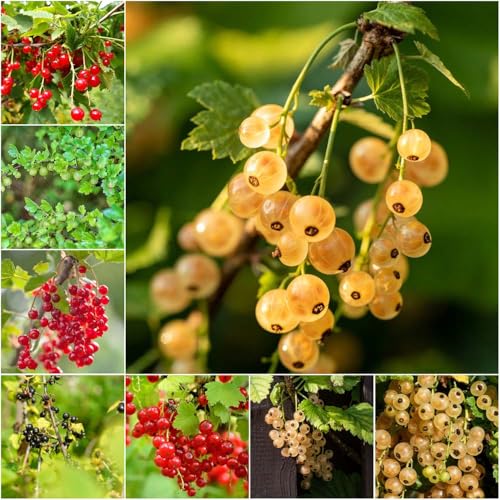 grosella espinosa - semillas - Serie Raras jardín columnares Grosella de jardín semillas perennes resistentes 150pcs