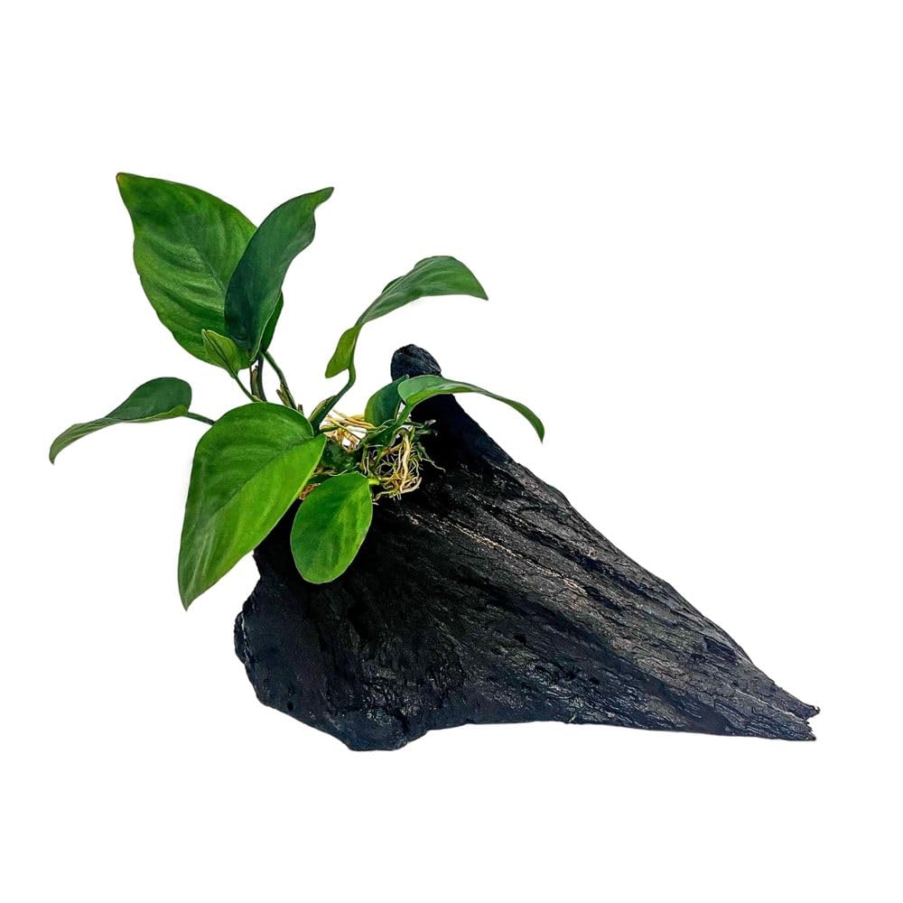 Anubias barteri sur racine de mangrove AquaOne pour décor d'aquarium