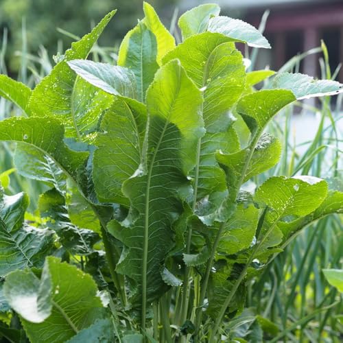 Semillas de rábano picante - semillas de hierbas y plantas decorativas semillas de plantas semillas de hortalizas - Serie de plantas raras - semillas de hortalizas semillas de plantas 50pcs