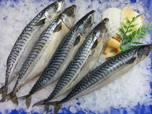 GreetFish Makrele, zum selber Räuchern, gesalzen, 1200g
