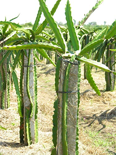 Dragon Fruit Tree On A Trellis - Live Plant In A 3 Gallon Pot - Hylocereous Undatus - Edible Tropical Fruit Plant #TOP3