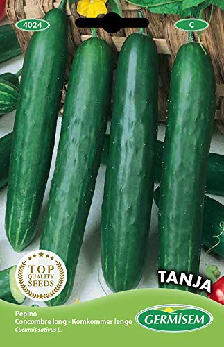 Germisem graines Concombre long TANJA