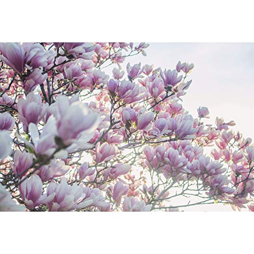 Affiche Fleurs de Cerisier 91x137cm Papier Premium Contre-jour Printemps