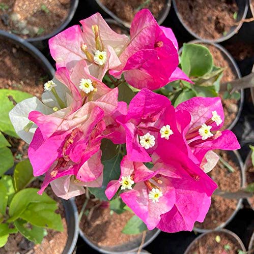 Indian gardens Bougainvillea Dwarf Hybrid Live Plant (Pink) (B088WXYW6Z) Amazon Price History, Amazon Price Tracker