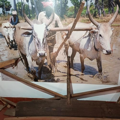 34: Learning Computer Science in the AI Era - Part 1: Don&rsquo;t Sell Your Oxen