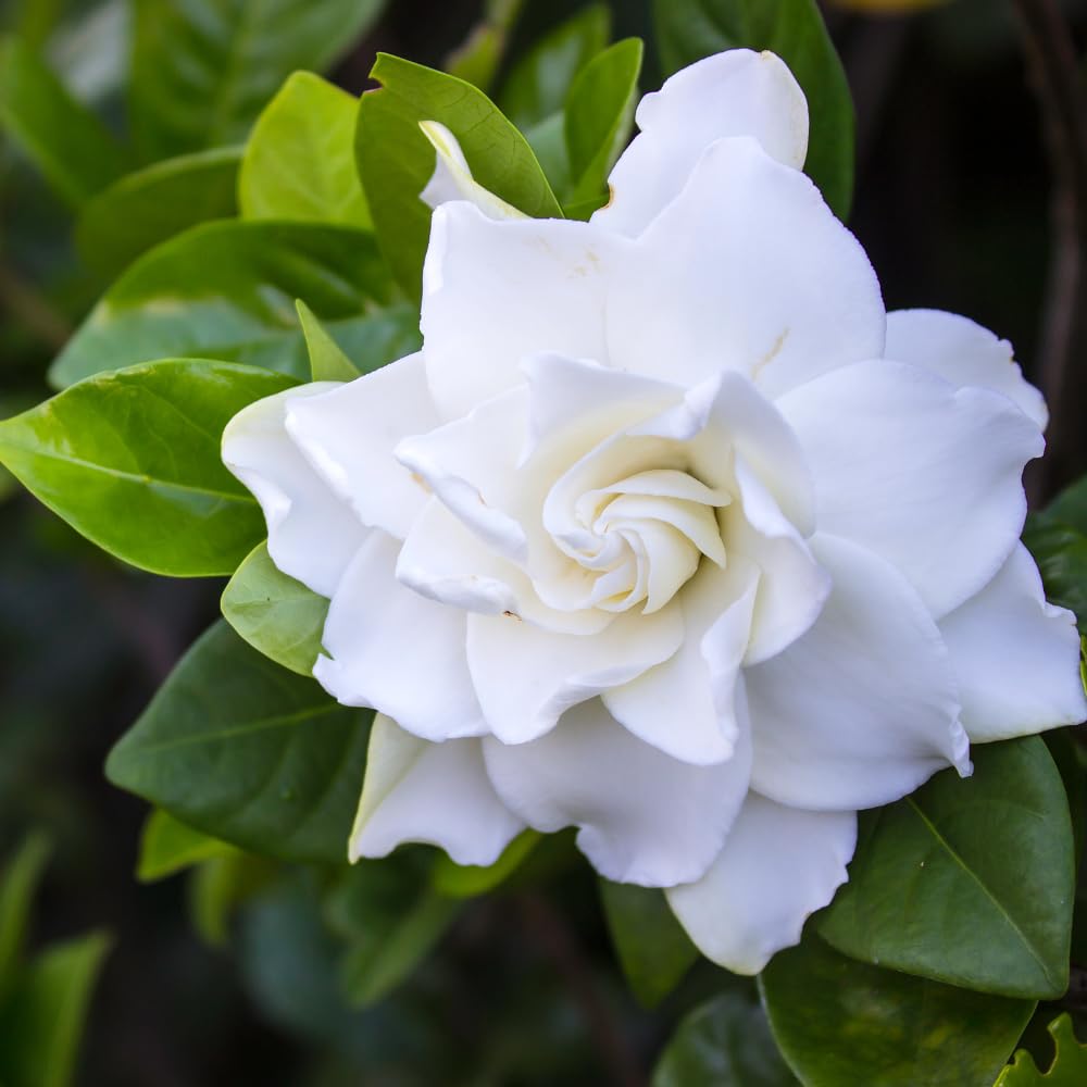 【新品未使用】38-kT THE RICH 最新作 Cape Jasmine Amazon.com : Frostproof Cape Jasmine Plant, Fragrant Jasmine