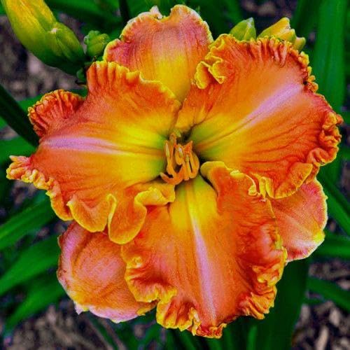 Ritz Farming® Daylily imported flower bulbs | Orange Flowering bulbs for Gardening Pack of 2 bulbs (B0CS9DH9ZT) Amazon Price History, Amazon Price Tracker