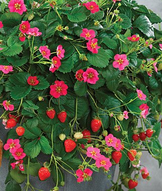 Clovers Garden Toscana Strawberry Plants- Two (2) Live Plants - Non-GMO - Not Seeds -Each 4"-8" Tall- in 4 Inch Pots, Day-Neutral Variety, Deep Pink Blossoms