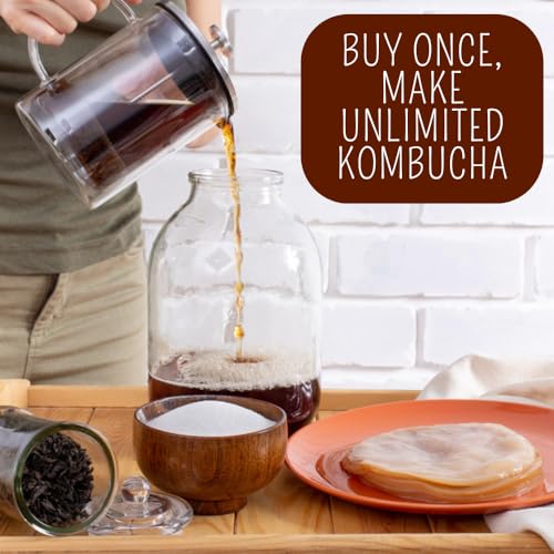 Image of Earthy Leaf | Kombucha SCOBY with Starter Tea