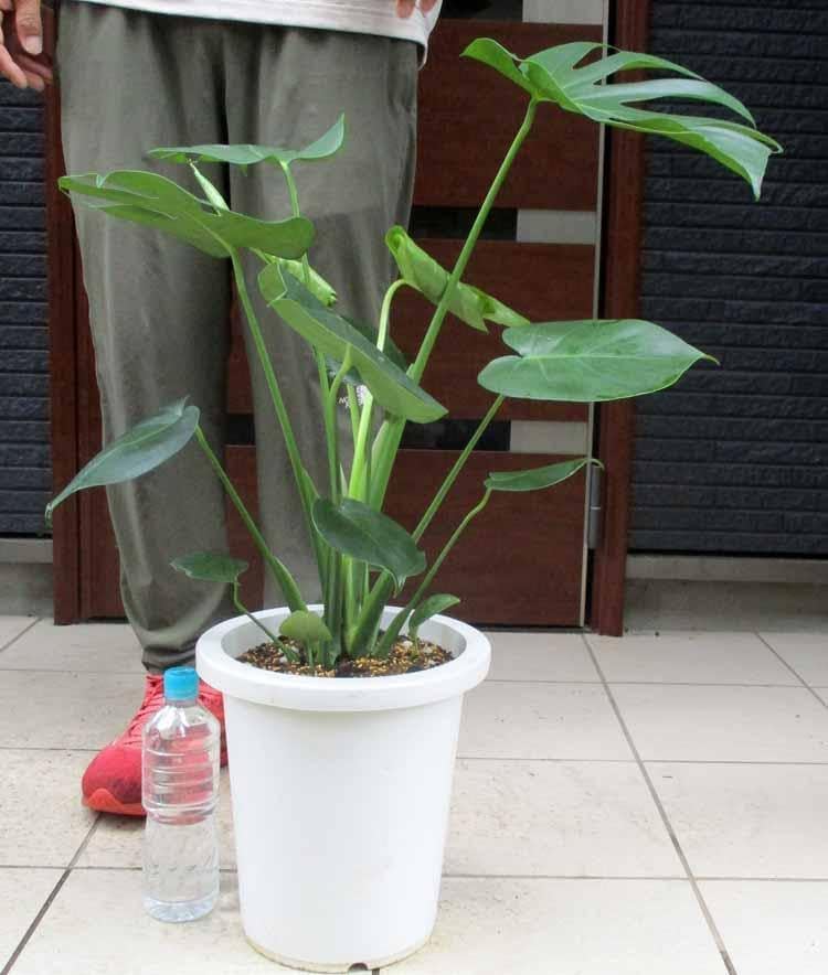 モンステラ デリシオーサ 8号鉢つき 深穴あき❗3株植え❗ モンステラ