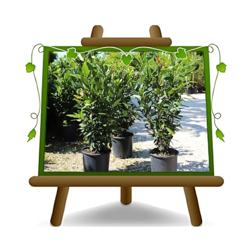 Planta de laurel Nobilis Lorbeer – Planta de setos sobre maceta 18 – Tamaño máximo 110 cm