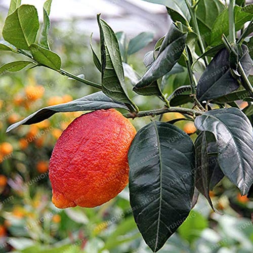 Bloom Green Co. Planta De Cítricos Bonsai Mandarina Bonsai Fruta