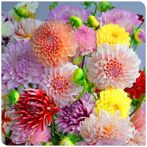 Bellissime dalie, adatte per la decorazione del giardino in tutti i luoghi, fioriscono in tutte le stagioni - bulbi resistenti al freddo, perenni-2bulbi-B