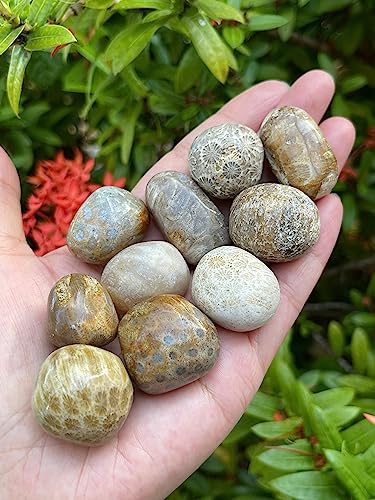 Image of GAF TREASURES 1 /2 LB Fossil Coral Tumbled Stones, Polished Natural Fossil Coral Gemstone, Fossil Coral Healing Crystals (Fossil Coral)