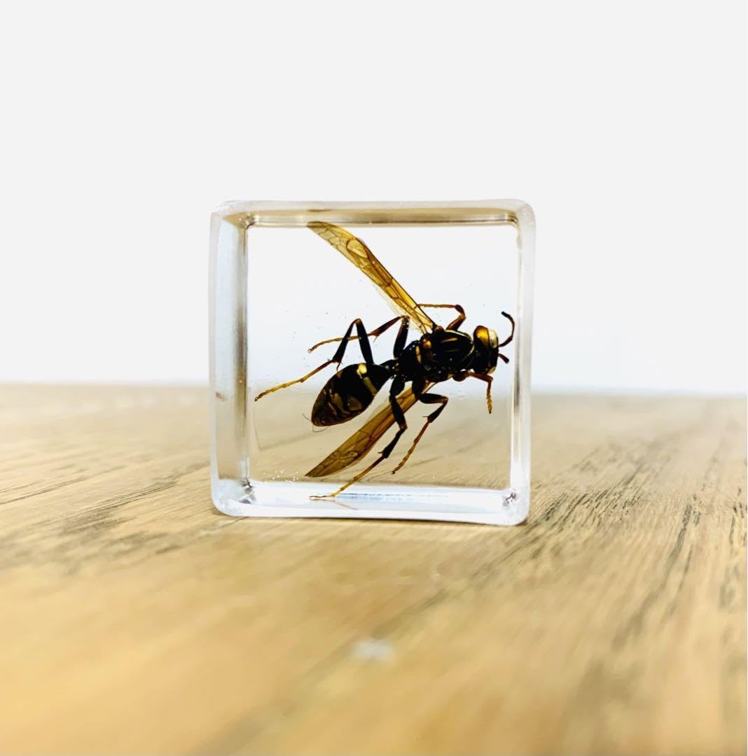 ハチの標本 黒と黄色 約15cm ハチの標本 黒と黄色 約15cm 【公式通販】