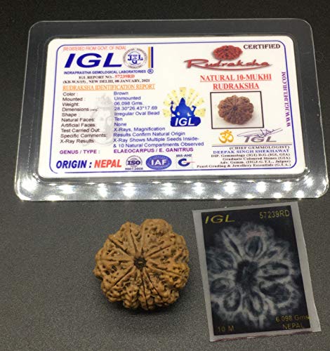 Rudraksha de Nepal de 10 caras para meditación profunda y paz mental 28mm 2