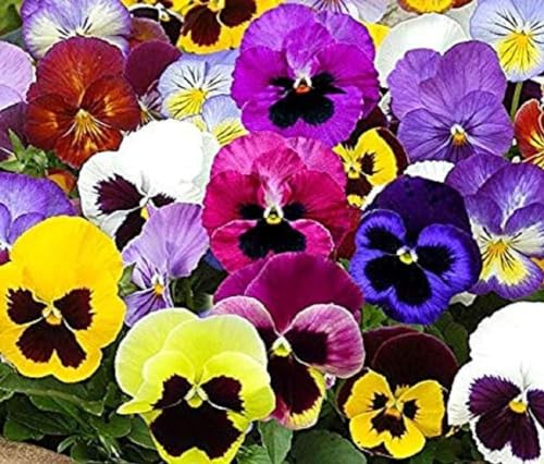 100 Graines Semences - Pensée des jardins à grandes fleurs suisses coloris mix fleurs comestible - 83