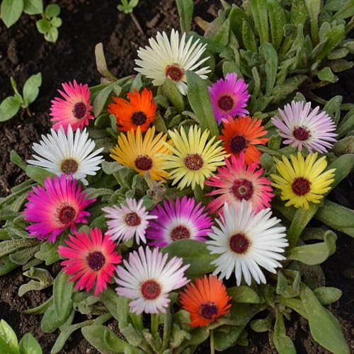 Carbeth Plants Livingstone Daisy 6 Pack Bedding Plants - Summer Flowers