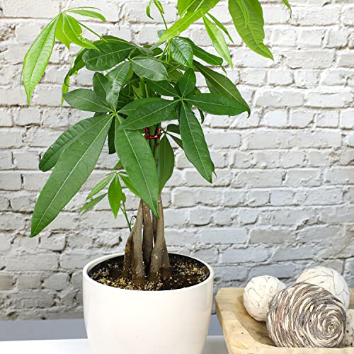 Image of Live Money Tree Houseplant in 6 inch Grower Pot, Air Purifying Pet Friendly Plant, Easy Care for Beginners, Pachira Aquatica, Bonsai & Feng Shui Houseplants by Plants for Pets
